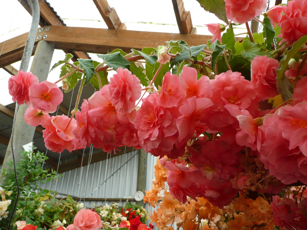 B. ‘Pink Fascination’